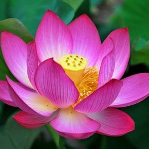 Meet your Posher, Ronetta